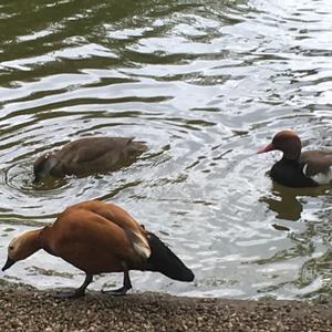 Ruddy Shelduck