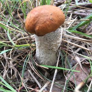 Orange Birch Bolete