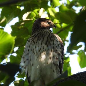 Cooper's Hawk