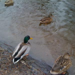 Mallard