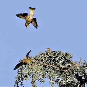 European Greenfinch