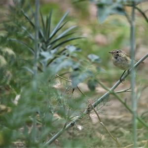 Willow Warbler