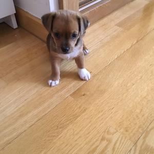 Unknown Breed