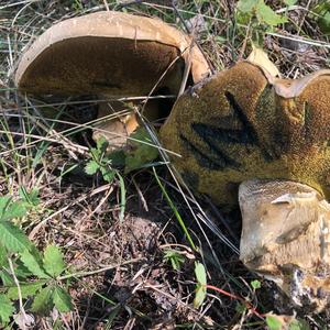 Unknown Species