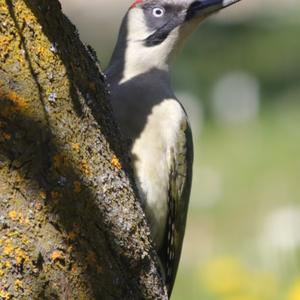 Eurasian Green Woodpecker