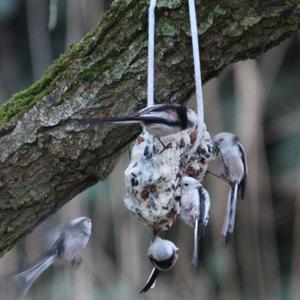 Long-tailed Tit