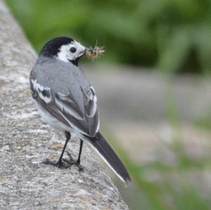 White Wagtail