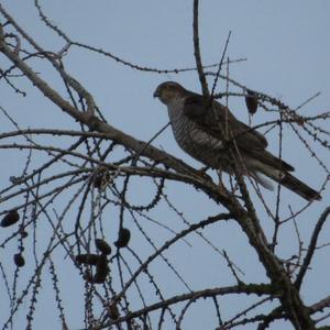 Eurasian Sparrowhawk
