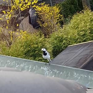 White Wagtail