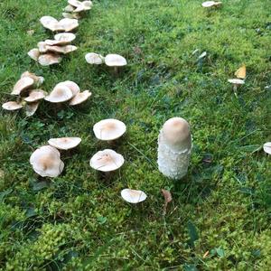 Unknown Species