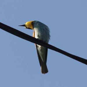 European Bee-eater
