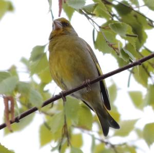 European Greenfinch