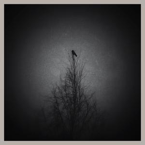 Hooded Crow