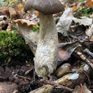 Scaber Stalk, Common