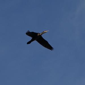 Kormoran