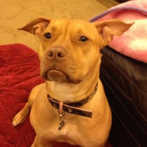 American Pit Bull Terrier