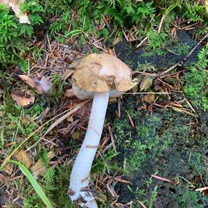 Red-staining Mushroom