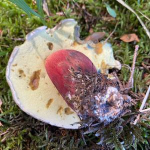 Scarlet-stemmed Bolete