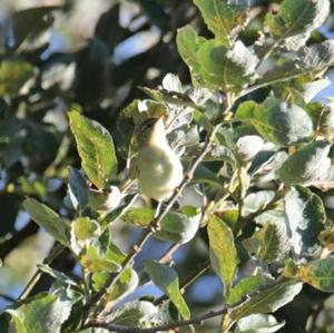 Willow Warbler