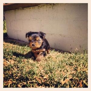 Yorkshire Terrier