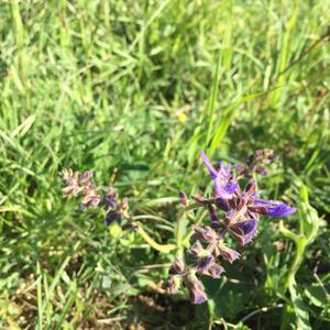 Meadow Sage