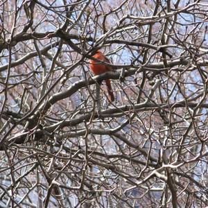 Northern Cardinal