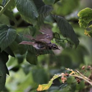 Willow Warbler