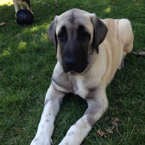 Anatolischer Hirtenhund