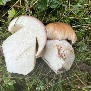 King Bolete