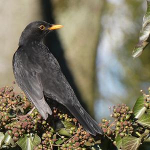 Eurasian Blackbird