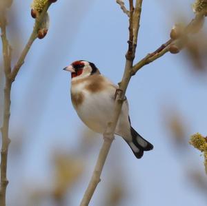 European Goldfinch