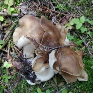 Clustered Grey-gill
