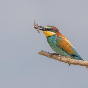 European Bee-eater