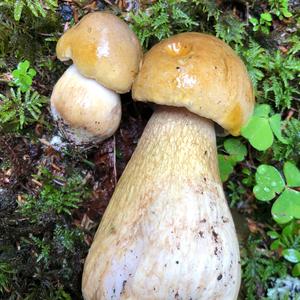 Bitter Bolete