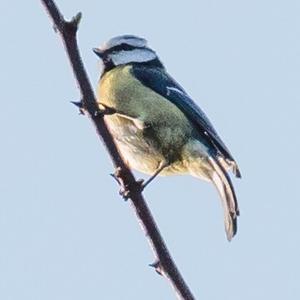 Blue Tit