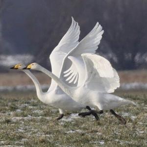Whooper Swan