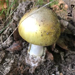 Death Cap