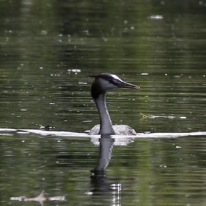Great Crested Grebe
