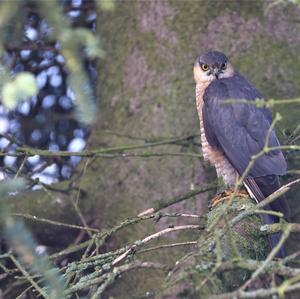 Eurasian Sparrowhawk
