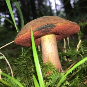 Dotted-stem Bolete