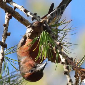 Red Crossbill