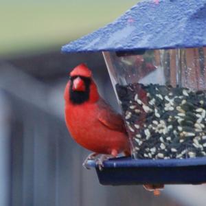 Northern Cardinal
