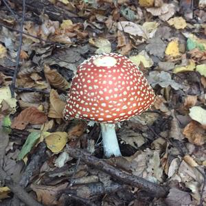 Fly Agaric