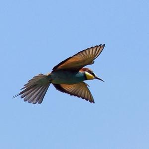 European Bee-eater