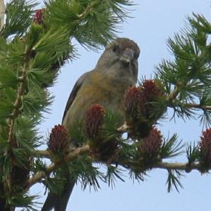Red Crossbill