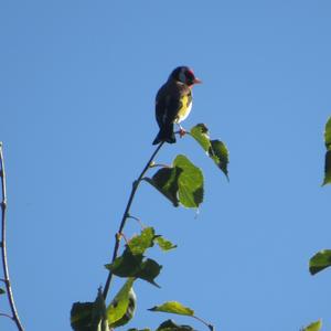European Goldfinch
