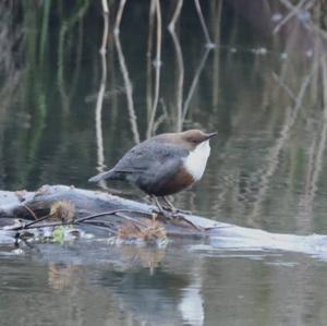 White-throated Dipper