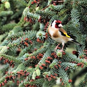 European Goldfinch