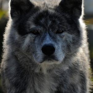 Akita Inu