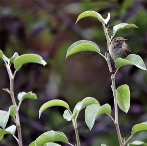 Willow Warbler